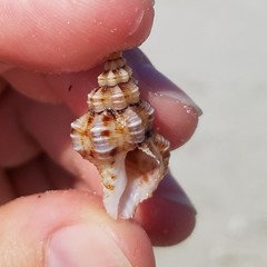 Hesperisternia multangulus