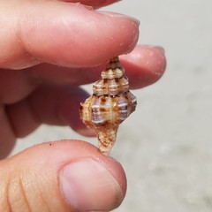 Hesperisternia multangulus