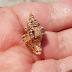 Hesperisternia multangulus