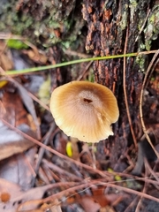 Cortinarius austrovenetus
