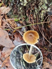 Cortinarius austrovenetus
