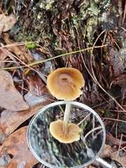 Cortinarius austrovenetus