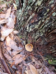 Cortinarius austrovenetus