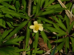 Anemonoides jenisseensis