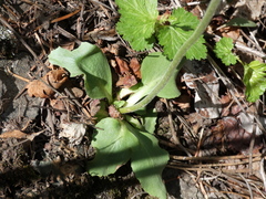 Micranthes rhomboidea