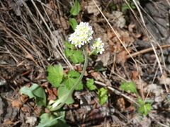 Micranthes rhomboidea