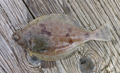 Citharichthys sordidus