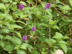 Selasphorus scintilla