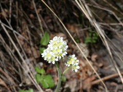 Micranthes rhomboidea