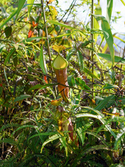 Nepenthes sanguinea