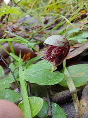 Corybas pruinosus