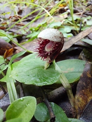 Corybas pruinosus