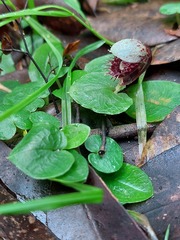 Corybas pruinosus