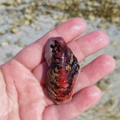 Modiolus americanus