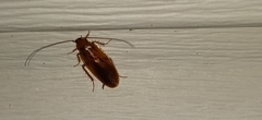 Parcoblatta virginica