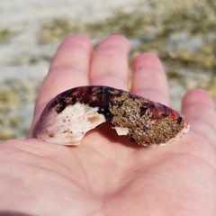 Modiolus americanus