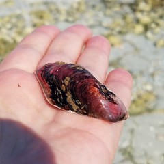 Modiolus americanus