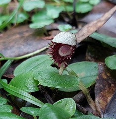 Corybas pruinosus