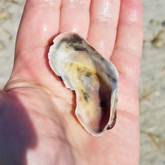 Modiolus americanus