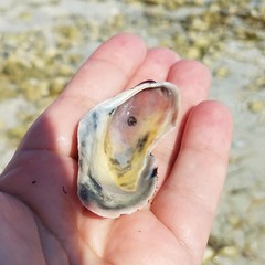 Modiolus americanus