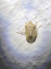 Pentatominae