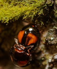 Stethotrypes raffrayi