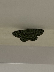 Ophthalmitis