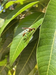 Sceliphron jamaicense