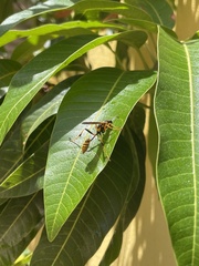 Sceliphron jamaicense