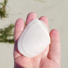 Leporimetis ephippium