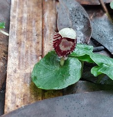 Corybas pruinosus