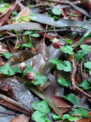 Corybas pruinosus
