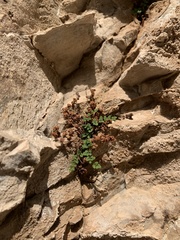 Argyrochosma jonesii