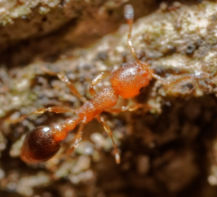 Cardiocondyla obscurior