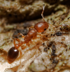 Cardiocondyla obscurior