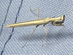 Litaneutria chaparrali