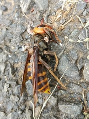 Vespa mandarinia japonica