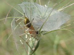 Cheiracanthium punctorium
