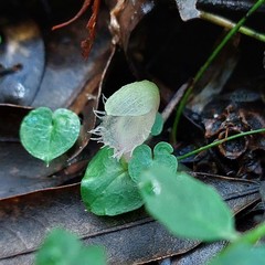 Corybas pruinosus