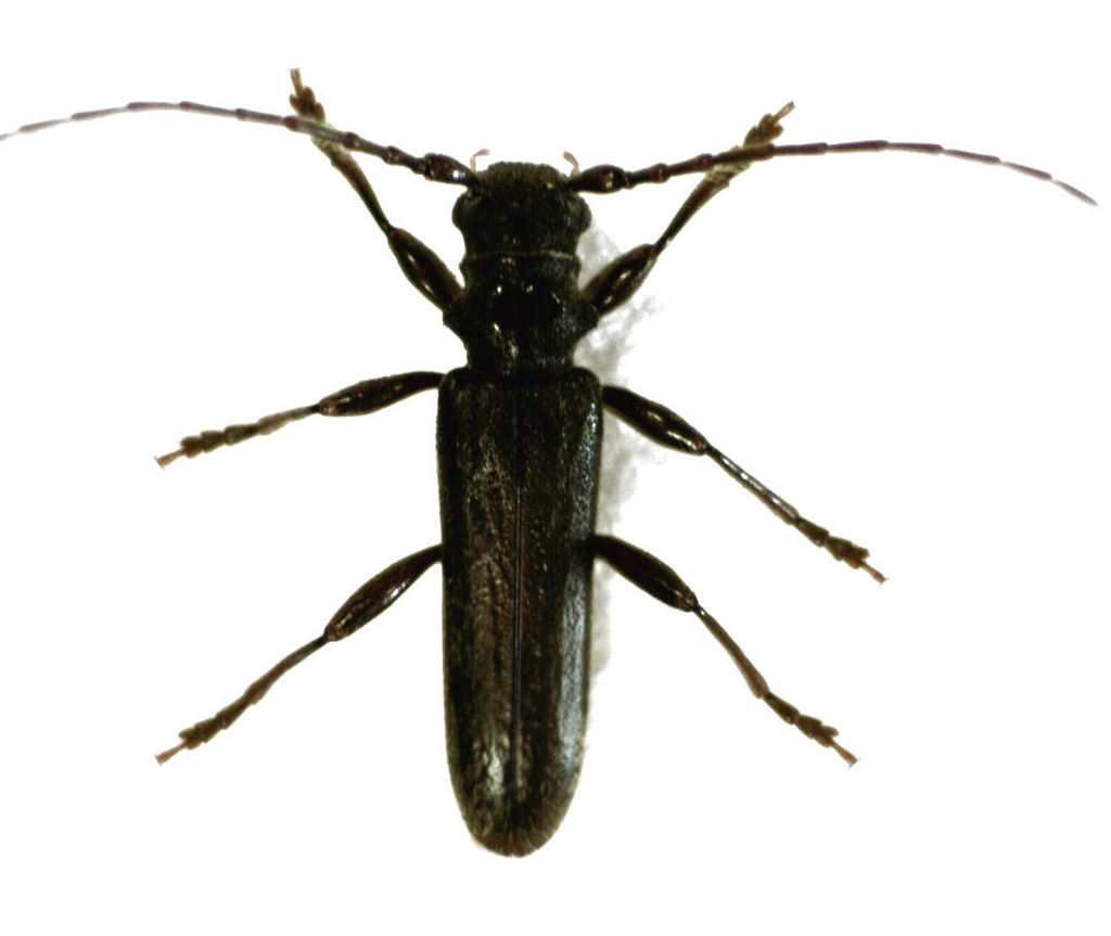 Ambeodontus
