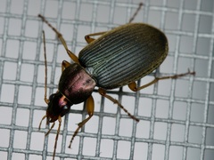 Chlaeniellus