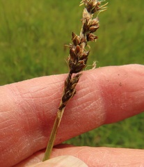 Carex densa