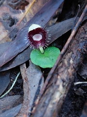 Corybas pruinosus
