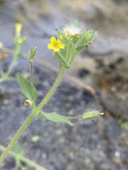 Mimetanthe pilosa