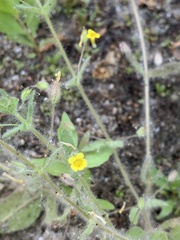 Mimetanthe pilosa