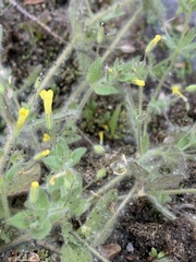 Mimetanthe pilosa