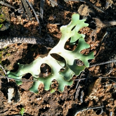 Xanthoparmelia semiviridis