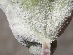 Pseudoidium araliacearum