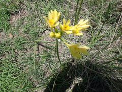 Bulbine semibarbata