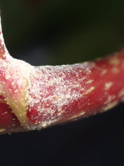 Pseudoidium araliacearum